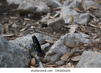 Pipevine Swallowtail Butterfly On Rocks