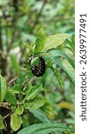 a Pipevine Swallowtail caterpillar (Battus philenor) in what appears to be a late instar stage, based on its dark color and orange spots