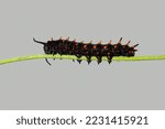 Pipevine Swallowtail caterpillar on a Dutchmans Pipe Vine stem