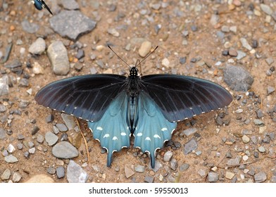 Pipevine Swallowtail Resting