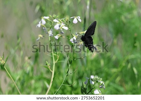 Pipevine swallowtail side view on wildflower.