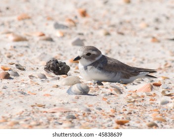 Piping Plover