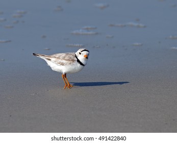 Piping Plover