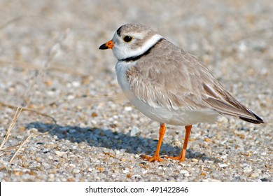 Piping Plover