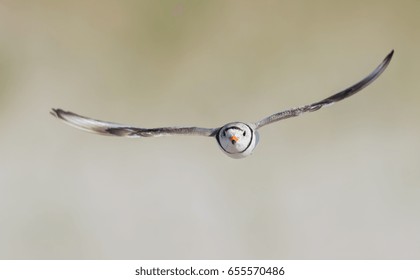 Piping Plover