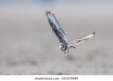 Piping Plover