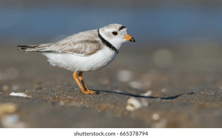 Piping Plover