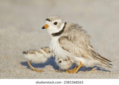 Piping Plover Adult with Chicks  Charadrius melodus  Plymouth Beach, Massachusetts