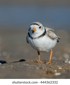 A Piping Plover Along The Beach Of New Jersey. These Tiny Shorebirds Are Endangered As People Continue To Build Over The Natural Areas Where These Birds Nest.