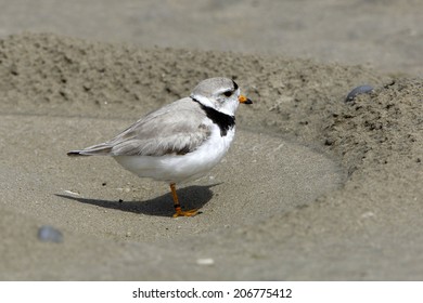  Piping Plover (Charadrius Melodus) At Nest Excavation On Beach - Sauble Beach, Ontario