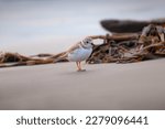 Piping Plover (Charadrius melodus) on the beach at Galveston Island State Park in Texas. Piping Plovers are an endangered species with their numbers declining all over North America.