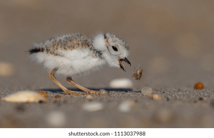 Piping Plover Chick 