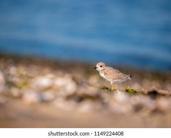 Piping Plover Chick