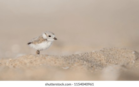 Piping Plover Chick 