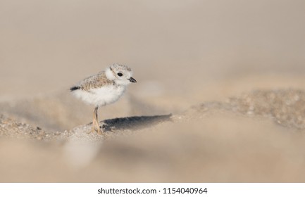 Piping Plover Chick 