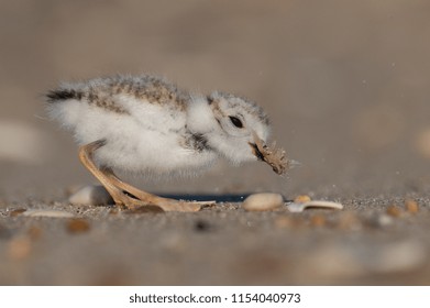 Piping Plover Chick 