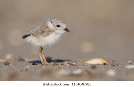 Piping Plover Chick 