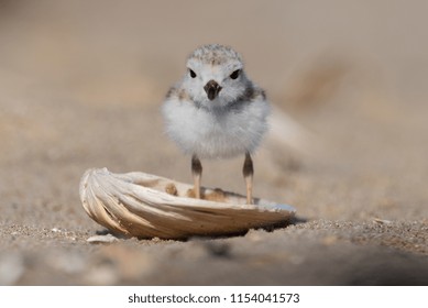 Piping Plover Chick