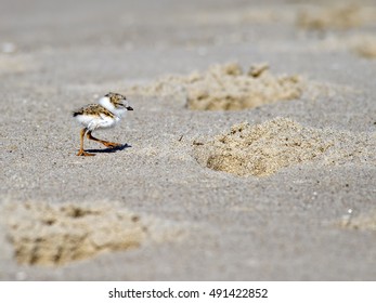 Piping Plover Chick