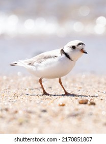 A Piping Plover On A Beach On Race Point On Cape Cod