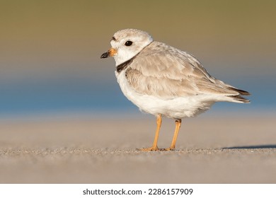Piping Plover portrait on beach
					