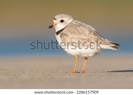 Piping Plover portrait on beach
