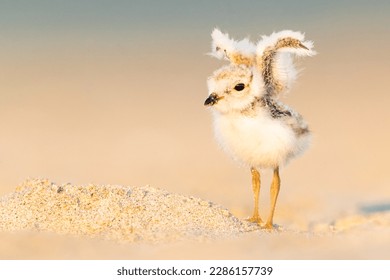 Piping Plover Stretching Its Wings