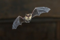 Pipistrelle Bat (Pipistrellus Pipistrellus) Létání Na Dřevěném Stropu Domu Ve Tmě