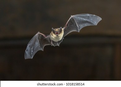 Pipistrelle bat (Pipistrellus pipistrellus) flying on wooden ceiling of house in darkness