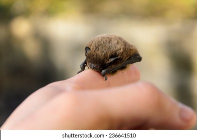 Pipistrellus Pipistrellus