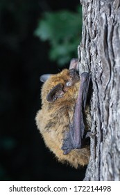 Pipistrellus Pipistrellus, Common Pipistrell