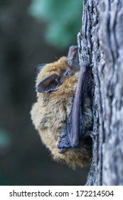 Pipistrellus Pipistrellus, Common Pipistrell