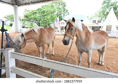 Pipo Pony Club Of Pattaya Thailand