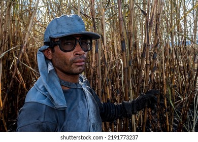 Piracicaba, Sao Paulo, Brazil. April 04, 2008. Manual Labour Harvest Sugar Cane On The Field In Brazil