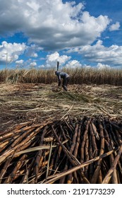 Piracicaba, Sao Paulo, Brazil. April 04, 2008. Manual Labour Harvest Sugar Cane On The Field In Brazil