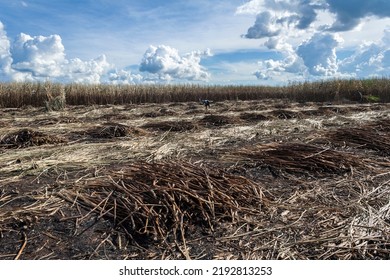 Piracicaba, Sao Paulo, Brazil. April 04, 2008. Manual Labour Harvest Sugar Cane On The Field In Brazil