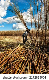 Piracicaba, Sao Paulo, Brazil. April 04, 2008. Manual Labour Harvest Sugar Cane On The Field In Brazil