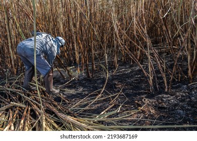 Piracicaba, Sao Paulo, Brazil. April 04, 2008. Manual Labour Harvest Sugar Cane On The Field In Brazil