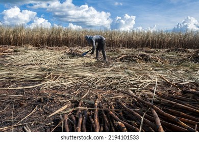 Piracicaba, Sao Paulo, Brazil. April 04, 2008. Manual Labour Harvest Sugar Cane On The Field In Brazil