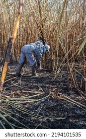 Piracicaba, Sao Paulo, Brazil. April 04, 2008. Manual Labour Harvest Sugar Cane On The Field In Brazil