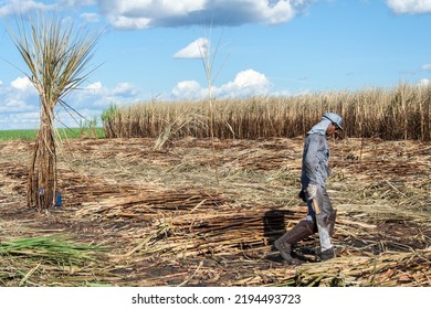 Piracicaba, Sao Paulo, Brazil. April 04, 2008. Manual Labour Harvest Sugar Cane On The Field In Brazil