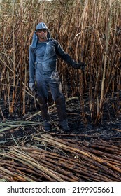 Piracicaba, Sao Paulo, Brazil. April 04, 2008. Manual Labour Harvest Sugar Cane On The Field In Brazil