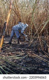 Piracicaba, Sao Paulo, Brazil. April 04, 2008. Manual Labour Harvest Sugar Cane On The Field In Brazil