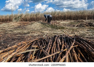 Piracicaba, Sao Paulo, Brazil. April 04, 2008. Manual Labour Harvest Sugar Cane On The Field In Brazil