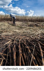 Piracicaba, Sao Paulo, Brazil. April 04, 2008. Manual Labour Harvest Sugar Cane On The Field In Brazil