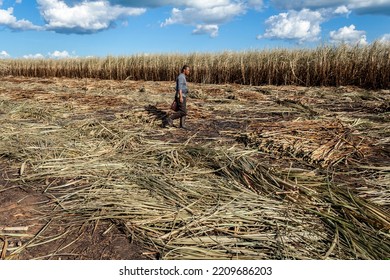 Piracicaba, Sao Paulo, Brazil. April 04, 2008. Manual Labour Harvest Sugar Cane On The Field In Brazil