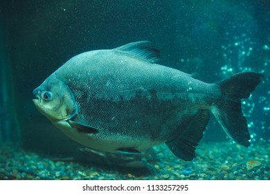 Piranha Black Paku Dangerous Fish Aquarium Stock Photo 1133257295 ...