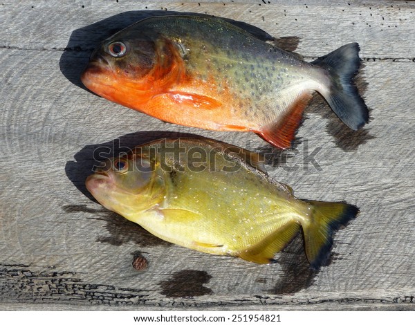 Piranha Caju Pygocentrus Natterery Yellow Piranha Stock Photo Edit Now