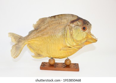 Yellow Piranha Images Stock Photos Vectors Shutterstock