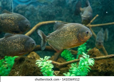 69 Swimming piranha in dark water Images, Stock Photos & Vectors ...